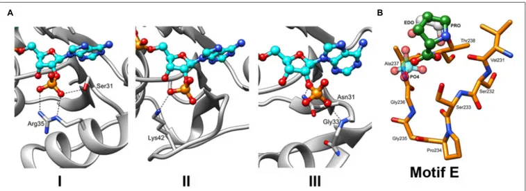 FIGURE 5 | The insights into the binding of NADPH and L-Proline. (A) Three different types of interactions with the NADPH phosphate moieties can be hypothesized based on the previously characterized P5CR structures with the following residues: (Type 1) ser