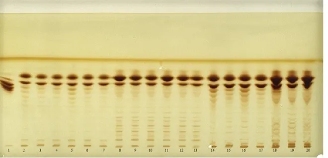 Figure 3.1.4 AMD-HPTLC separation of baobab pulp fruit samples after enzymatic treatment (cellulase and 