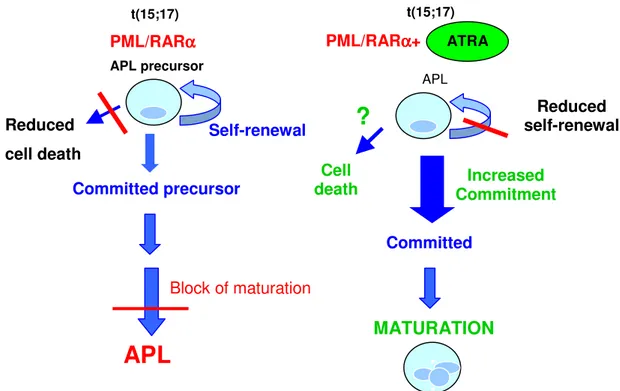 Figura 3. Rimozione del blocco differenziativo dei promielociti leucemici  APL-derivati ad opera dell’ ATRA