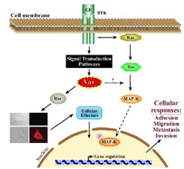 Figura  6. Attività  biologica  di  Vav1  in  cellule  tumorali  umane.  Vav1  è  fosforilato  in  tirosina  in  seguito  all’attivazione del recettore tirosin chinasico (RTK) da parte di fattori di crescita (GF)