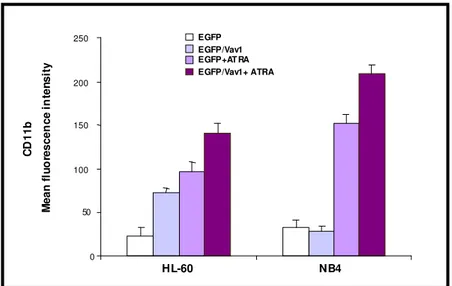 Figura 8.  Analisi citofluorimetrica dell’espressione del marker di superficie CD11b  in cellule HL-60  e  NB4 indotte a differenziare con ATRA in presenza di una ridotta quantità di Vav1 (siRNA/Vav1).