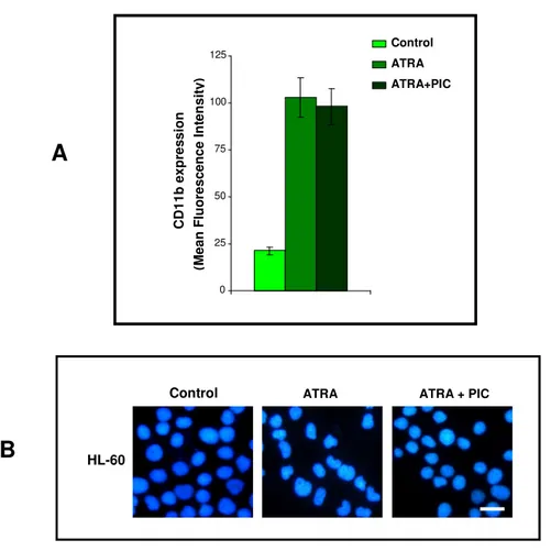 Figura 11. Valutazione citofluorimetrica dell’antigene di superficie CD11b (A) e della morfologia nucleare  (B)  in  cellule  HL-60  indotte  a  differenziare  in  presenza  di  Picetannolo  (PIC),  in  grado  di  inibire  la  fosforilazione Syk-dipendente