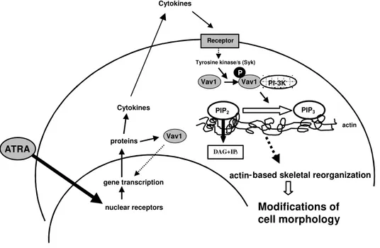 Figura  12.  Rappresentazione  schematica  dei  meccanismi  molecolari  che  coinvolgono  Vav1  nelle  modificazioni del citoscheletro actinico indotte da ATRA in cellule HL-60