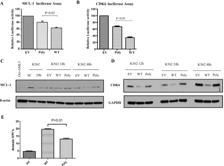 Figure  3: The  polymorphism  dampens  the  targeting  efficiency  and  tumor  suppressor  function  of  the  miR-29b-1/