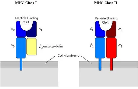 Figura 1.3: Struttura molecolare delle molecole di MHC di classe I e II. 