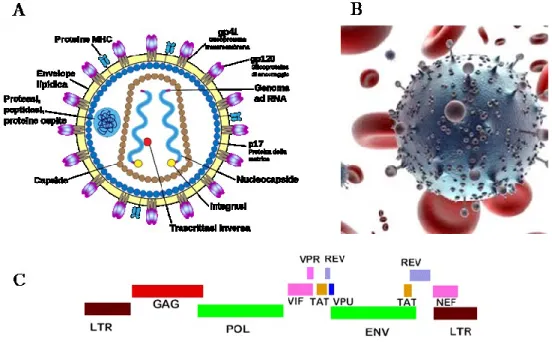 Figura 1.6. Particella del virus HIV-1. (A) Rappresentazione schematica della struttura della particella virale