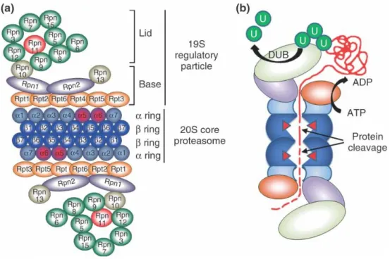 Figura 3. Rappresentazione schematica del proteasoma 20S (a) e del 