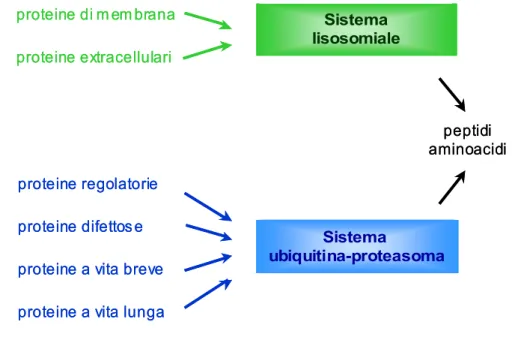 Figura 1. Sistemi di degradazione cellulare.