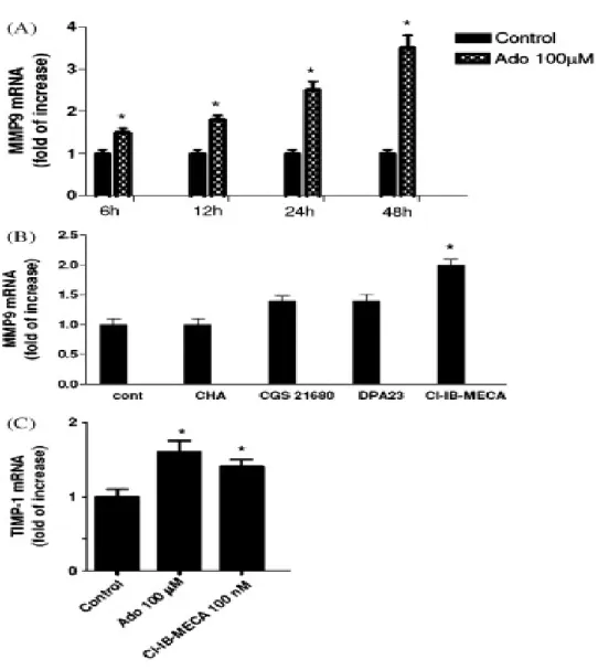 Fig.  2. Modulation  of  MMP-9  mRNA  by  ado  in  U87MG  glioblastoma  cells.  (A)  Time  course  of  MMP-9  mRNA expression in U87MG cells after treatment with ado 100 µM