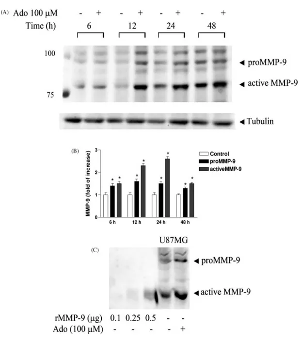 Fig. 3. Modulation of pro and active MMP-9 protein levels by ado in U87MG glioblastoma cells