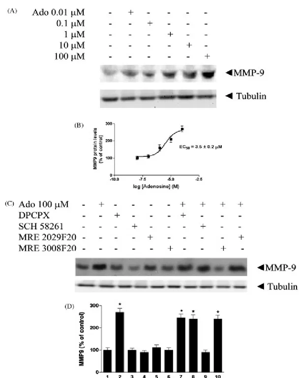 Fig. 4. Effect of ado and ado antagonists on MMP-9 protein levels in U87MG glioblastoma cells