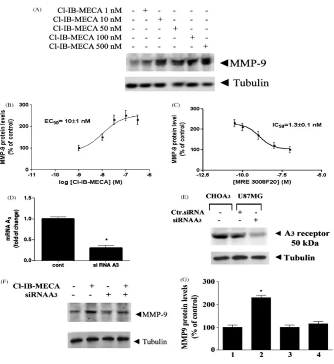 Fig.  5. Involvement  of  A 3   receptor  on  ado-induced  MMP-9  protein  levels  modulation  in  U87MG 