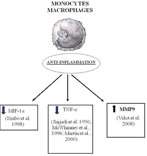 Fig. 4-Effects of A 3  adenosine receptors in monocytes-macrophages 