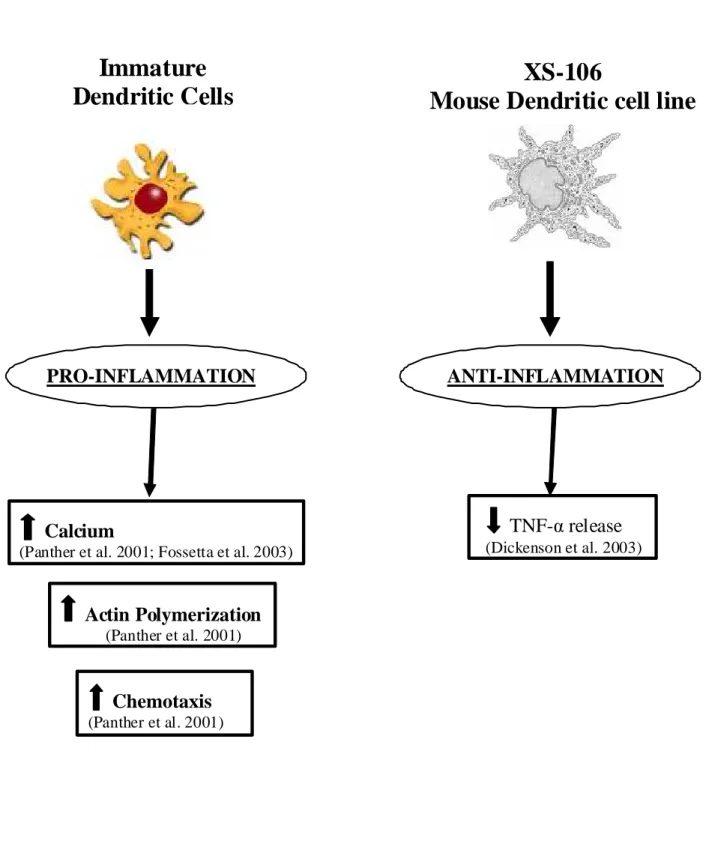 Fig. 5-Effects of A 3  adenosine receptors in dendritic cells 