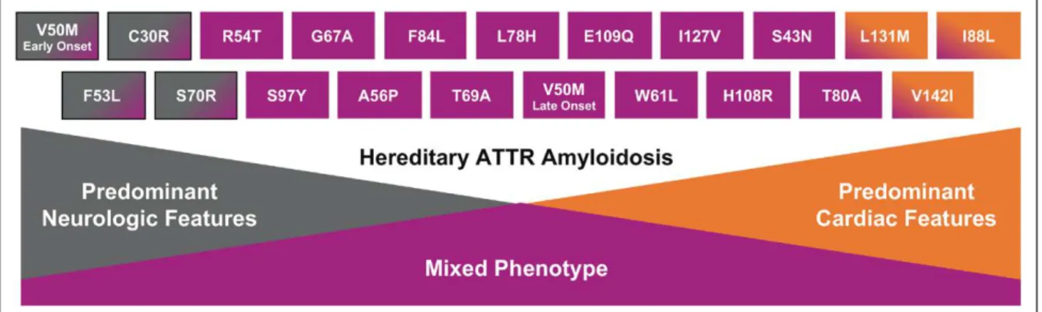 Figure 1.  Genotype–phenotype correlations in mutant transthyretin amyloidosis.   ATTR, transthyretin amyloidosis. Reprinted with permission from Akcea Therapeutics.