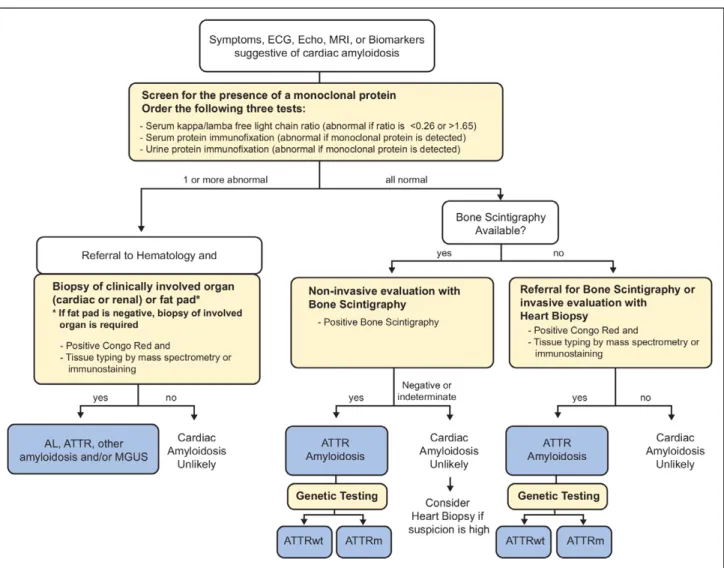 Figure 6.  Diagnostic algorithm for patients with suspected cardiac amyloidosis.  