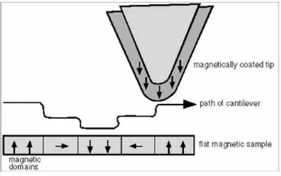 Figure 4.1: Schematic of the map of magnetic domains in a sample surface by the magnetic