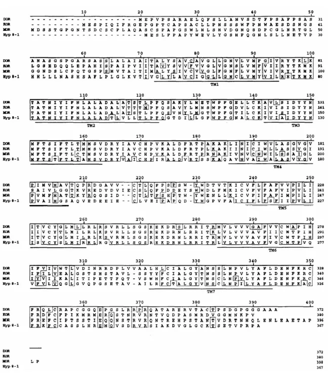 Figure  3.  Alignment  of  the  amino  acid  sequence  of  the  rat  NOP  receptor  (Hyp  8-1)  with  the  amino  acid  sequences of the rat brain DOP, MOP and KOP