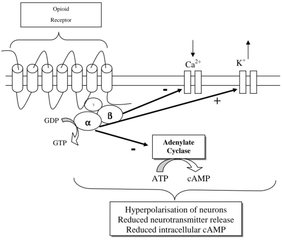 Figure 7.  Schematic representation of intracellular responses to NOP receptor activation 