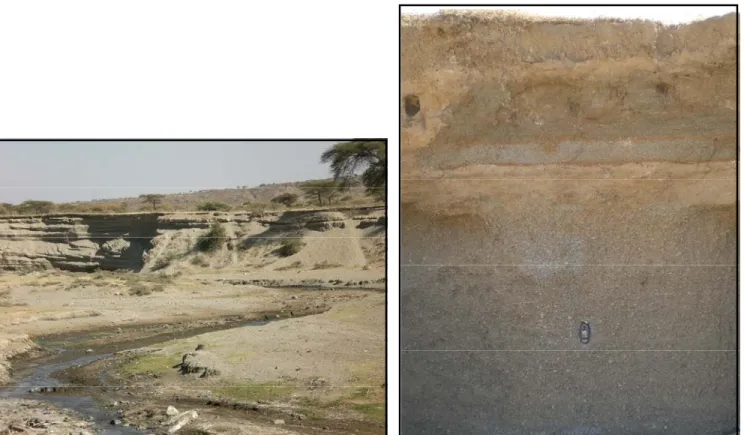 Figure 2.8: Fluvio-lacustrine sediment, east of         Figure 2.9: Pumice deposit, northeast of Lake Ziway  