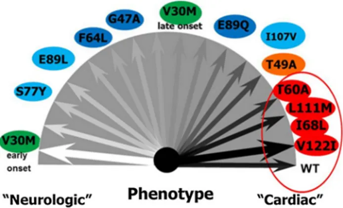 Fig. 1 Main known determinants of phenotypic heterogeneity in