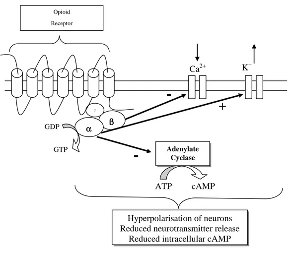 Figure 1.7. Schematic representation of intracellular responses to NOP receptor activation
