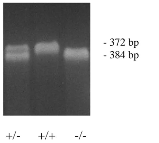 Figure 3.10. PCR analysis of tail biopsies taken from NOP(+/-),NOP(+/+) or NOP(-/-)  CD1