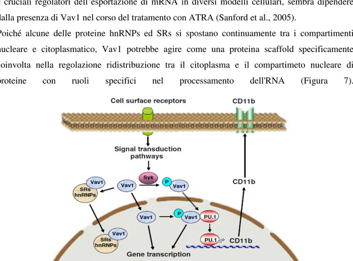Figura  7.  Rappresentazione  schematica  dei  meccanismi  molecolari  che  coinvolgono  Vav1  nella  regolazione  dell’espressione  genica  ATRA-indotta  e  nelle  modifiche  del  pool  proteico  nucleare  in  promielociti  tumorali  trattati  con  ATRA