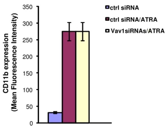 Figura  12.  Espressione  dell’antigene  di  superficie  CD11b  di  cellule  Kasumi-1  coltivate  per  96  ore  in  condizioni  di  controllo, o in presenza di 100nM ATRA dopo essere state sottoposte (Vav1 siRNAs) o meno (ctrl si RNAs) alla  down-modulazio