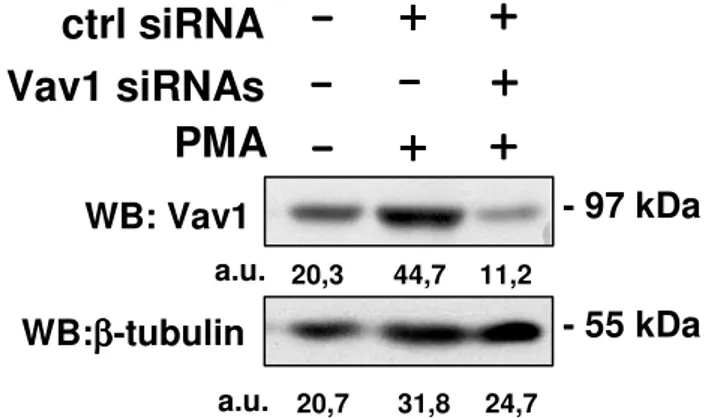 Figura 17. Analisi immunochimica effettuata con l’anticorpo anti-Vav1 su lisati totali di cellule Kasumi-1 in cui è  stata (Vav1 siRNAs) o meno (ctrl siRNA) down-modulata l’espressione di Vav1 durante il trattamento con PMA  per 72 ore