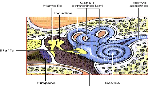 Fig 3 Schema dell’Orecchio Medio (http://fisica.cib.na.cnr.it) 