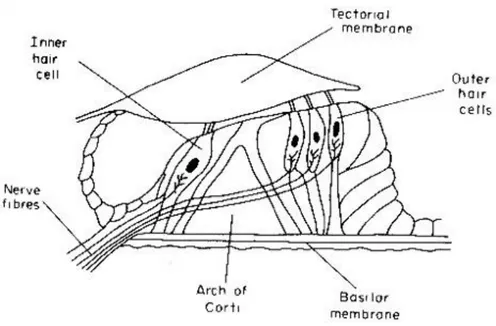 Fig 7 schema dell’Organo del Corti (http://psicologiapercepcion.blogspot.com) 