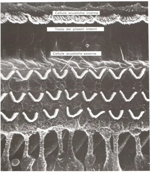 Fig 8 Immagine a microscopio elettronico a scansione dell’Organo del Corti. Evidenza  delle cellule cigliate interne e d esterne (Alajmo., 1989)