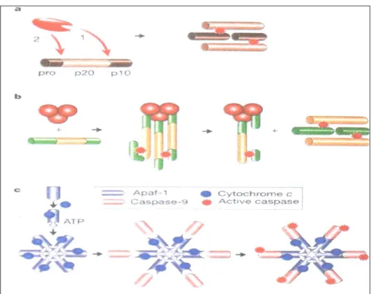 Fig 13. Meccanismo di attivazione delle caspasi. a) Attivazione tramite tagli proteolitici;  b) Attivazione mediante contatto; c) Attivazione per associazione con proteine  regolatrici (Hengartner, 2000)