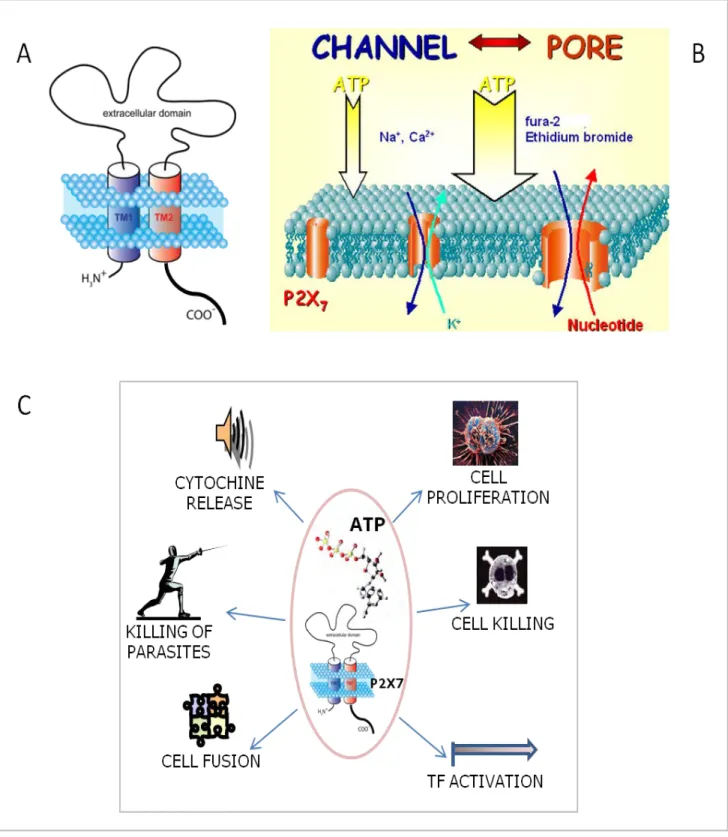 Fig. 3. (A)  P2X7 receptor structure. (B) P2X7 channel-to-pore  conversion. (C) P2X7- P2X7-mediated cell responses