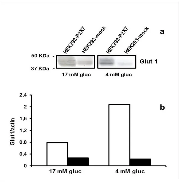 Fig. 14.    Glucose depletion causes up-regulation of Glut-1 in HEK293-P2X7 but not in  HEK293-mock cells