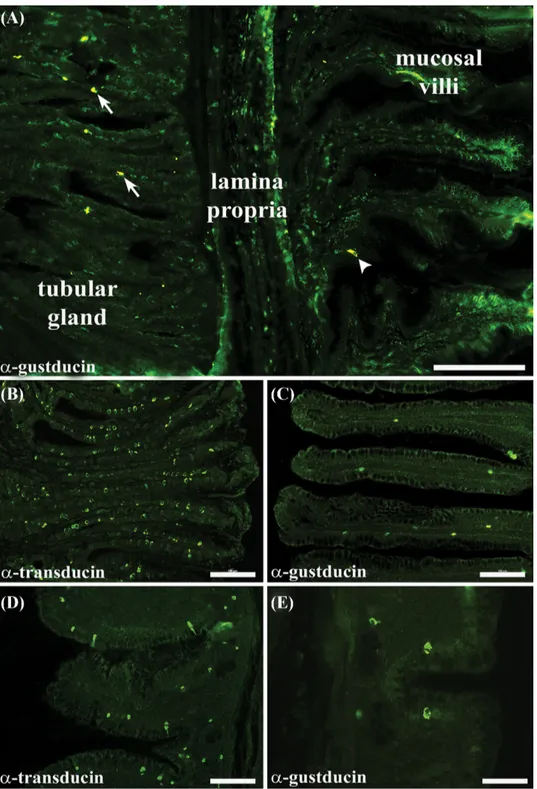 Figure 1. Localization of G α gust - and G α trans -IR cells in the chicken GI tract. (A) shows G α gust -IR cells located both in the endoluminal epithelium (arrowhead) and in the tubular glands (arrows) of the proventriculus