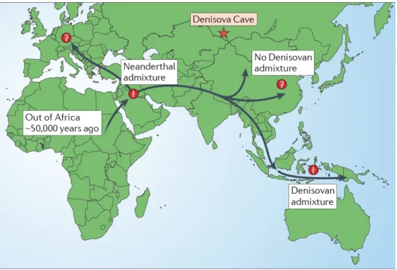 Figure 3 : Hypothèse de dispersion de l’homme moderne après sa sortie d’Afrique. Une seule sortie majeure  d’Afrique est considérée. Elle est suivie par des épisodes d’expansion et parfois de métissages avec certaines  populations  archaïques.  L’hypothèse