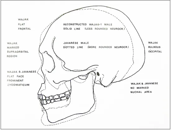 Figure 5 : Comparaison de la morphologie dite « australo‐mélanésienne » avec celle dite « mongoloïde » en  prenant  comme  exemple  le  crâne  fossile  de  Wajak  (ligne  continue)  et  celui  d’un  Javanais  sub‐actuel  (en  pointillé). (Storm, 1995). 