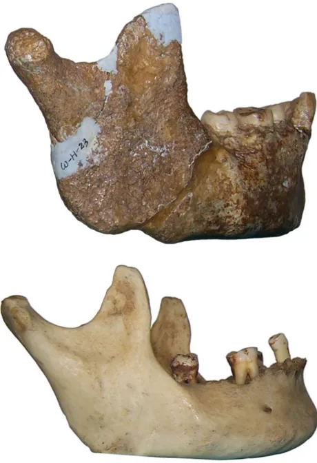 Figure  12 :  Vues  latérales  des  mandibules  de  l’individu  de  Wajak  2  (en‐haut)  et  d’un  homme  javanais  sub‐ actuel  (en‐bas).  Ils  sont  représentés  exactement  à  la  même  échelle.  Cette  illustration  montre  la  grande  robustesse des f