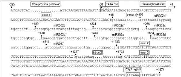 Figura 4. Unità trascrizionale del gene del miR302-367. 