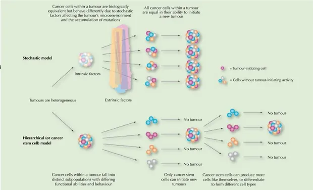 Figura  12:  due  modelli  sul  motivo  per  cui  le  cellule  cancerose  cambiano  tanto  all’interno  di  un  tumore:  il  modello  stocastico  e  il  modello  delle  cellule  staminali  cancerose