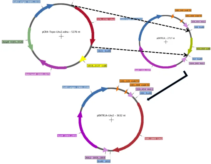 Fig. 4: Schematic representation of pENTR-Lhx2 generation.  