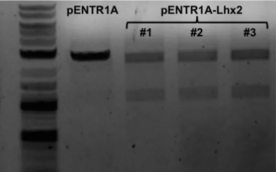 Fig 5. Diagnostic restriction digestion of pENTR-Lhx2 with SalI, followed by DNA sequencing, verified that 