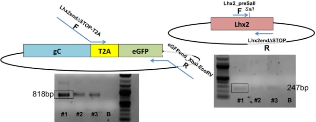 Fig. 6: Schematic representation of Lhx2-T2A-eGFP generation. Two partially overlapping amplicons were 