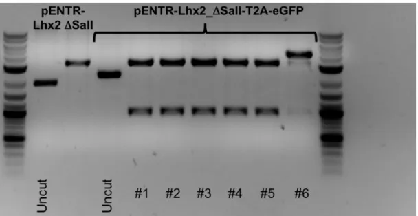 Fig. 7: Restriction pattern of pENTR-Lhx2_ Δ SalI-T2A-eGFP after double restriction digestion with SalI and  XbaI confirmed the successful cloning of the fusion gene Lhx2_ Δ SalI-T2A-eGFP into pENTR1A plasmid 
