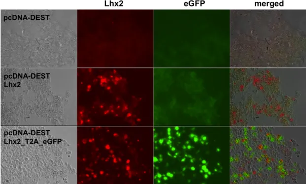 Fig. 10: Immunofluorescence on HEK293T 24h after transfection with pcDNA-DEST, pcDNA-DEST_Lhx2, 