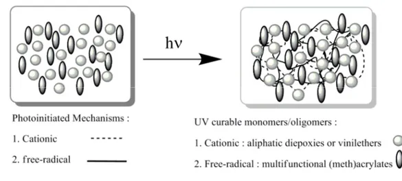 Fig. 1.4  Formazione di due reticoli polimerici interpenetrati ottenuti per UV curing 