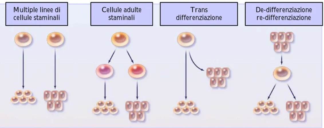 Figura 1. vari modelli per la generazione di cellule tessuto specifiche degli organi attraverso la differenziazione delle cellule staminali dell’adulto circolanti