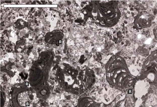Fig. 3.3.1.10 Thin section of facies Bd1. (R) coralline red algae and rhodoliths; B) bryozoan enveloped with a red  algae